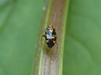 Gepunktete Nesselwanze