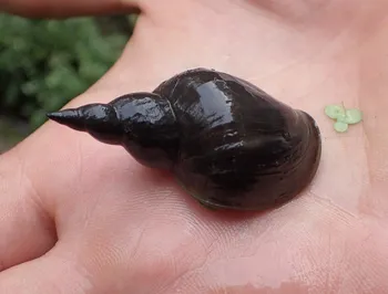 Spitze Schlammschnecke