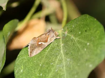 Schafgarben-Silbereule