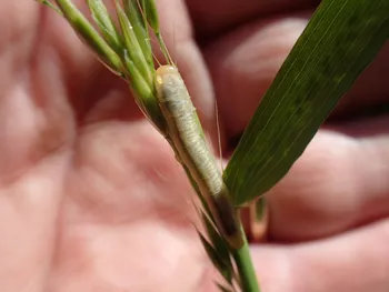 Schwarzweiße Baldrian-Blattwespe