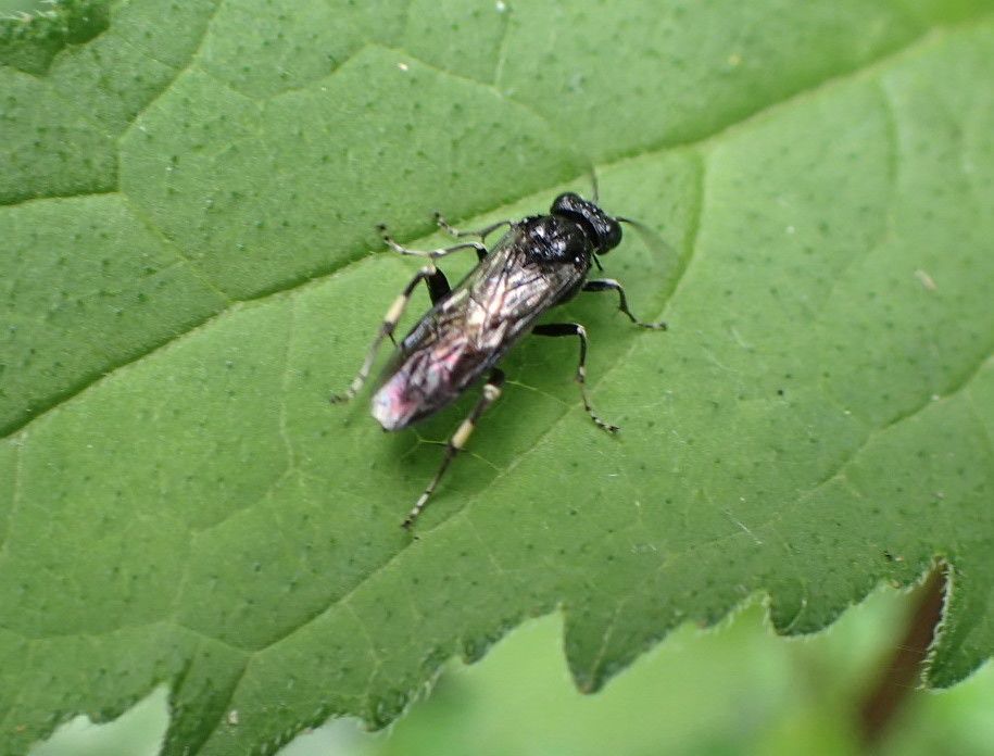 Schwarzholunder-Blattwespe