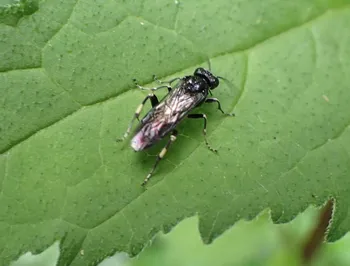 Schwarzholunder-Blattwespe