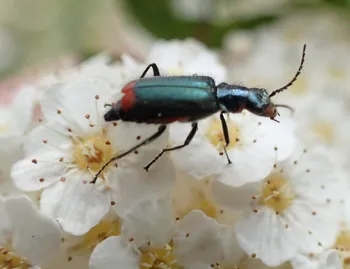 Zweifleckiger Zipfelkäfer