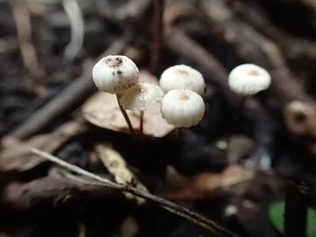 Halsband-Schwindling