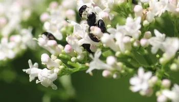 Rapsglanzkäfer (alle)