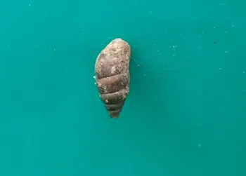 Kleine Vielfraßschnecke