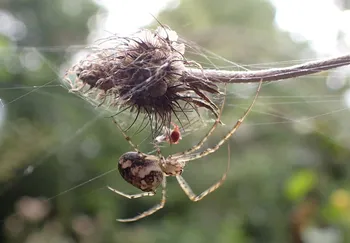 Artenkomplex Herbstspinne (Metellina segmentata / mengei)