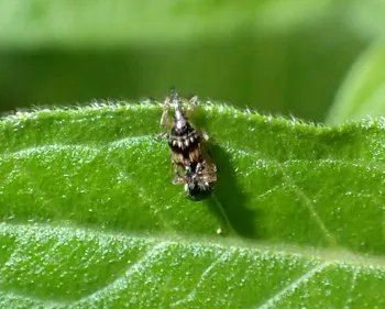 Marmorierter Zwergrüssler