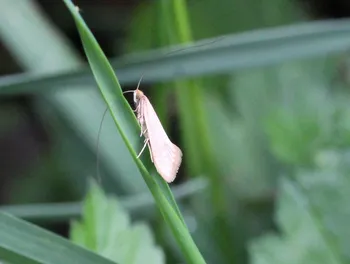 Große Frühlings-Langhornmotte