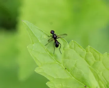 Ameisenähnliche Glanz-Schwingfliege