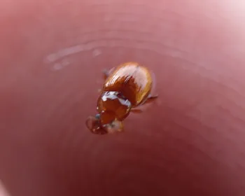 Rotbrauner Weizen-Erdfloh