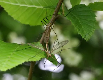 Gefleckte Wiesenschnake