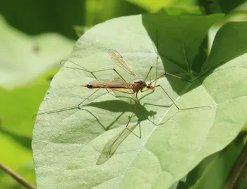 Späte Wiesenschnake