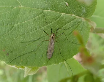 Krähenschnake (alle)