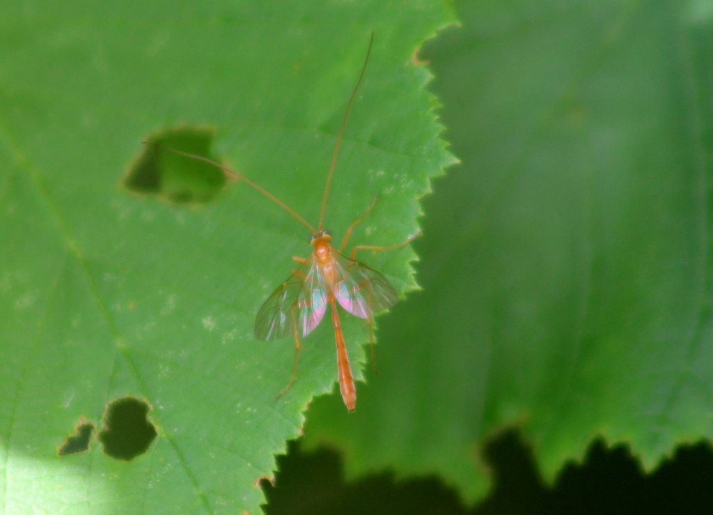 Netelia-Schlupfwespe