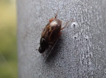 Kaninchen-Dungkäfer