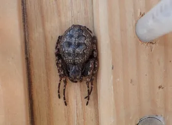 Gewöhnliche Spaltenkreuzspinne