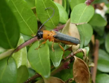 Geißblatt-Linienbock