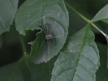 Mittelmeer-Weberknecht
