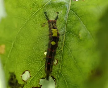 Schlehen-Bürstenspinner