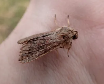 Rundflügel-Kätzcheneule