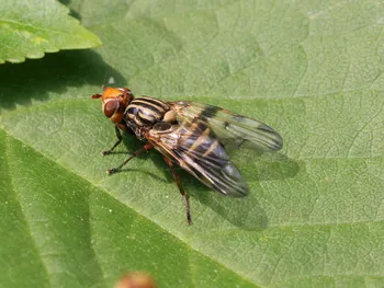 Elegante Schmuckfliege