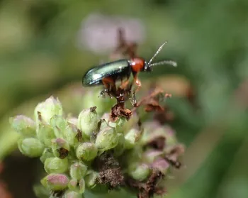 Getreidehähnchen (Artenkomplex)