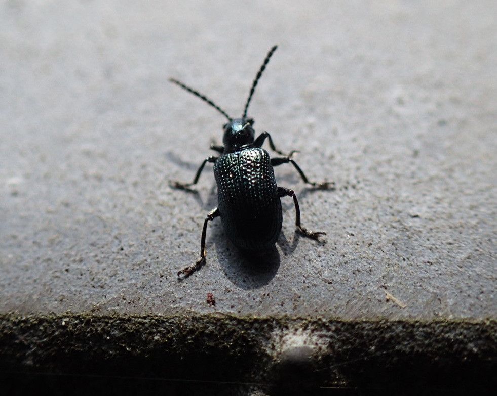 Blaues Getreidehähnchen