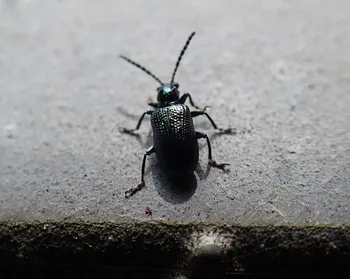 Blaues Getreidehähnchen