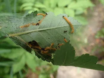 Gespinstblattwespe (alle)