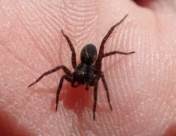 Pardosa-Wolfspinne (alle)