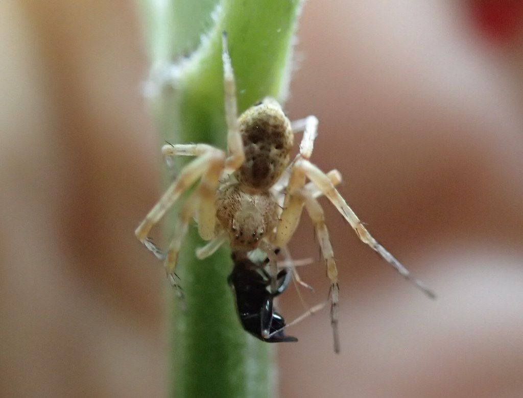 Philodrus-Kaufspinne bzw. Flachstrecker