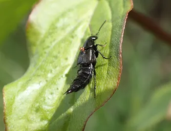 Philonthus-Kurzflügler (alle)