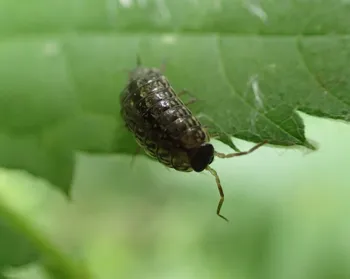 Gestreifte Moosassel