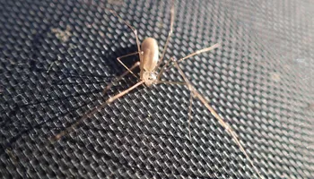 Große Zitterspinne