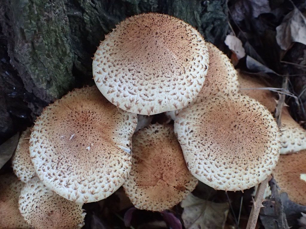 Sparriger Schüppling