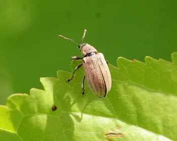 Kupfriger Blattrüssler