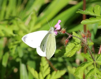 Kleiner Kohlweißling