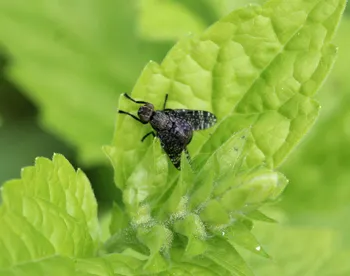 Gescheckte Breitmundfliege