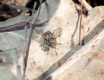 Pollenia-Schmeißfliege (alle)