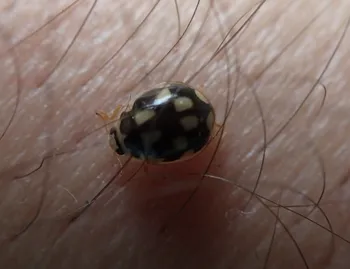 Vierzehnpunkt-Marienkäfer