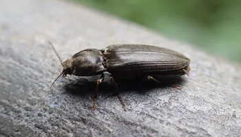 Seidenhaariger Schnellkäfer