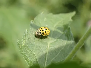 Zweiundzwanzigpunkt-Marienkäfer