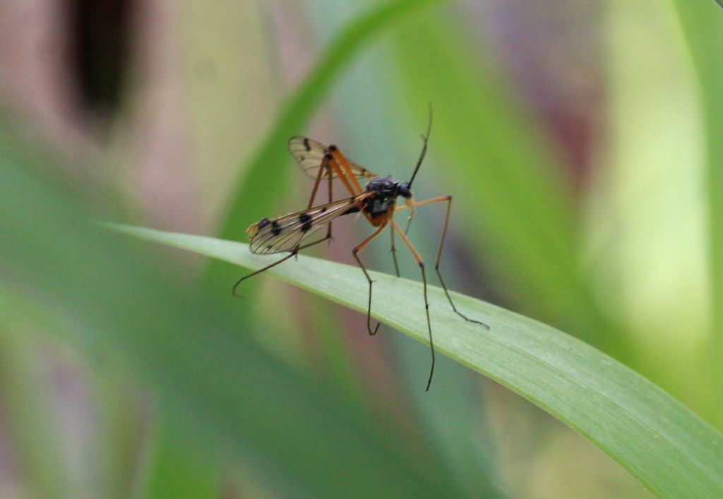 Gefleckte Faltenmücke