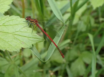 Frühe Adonislibelle