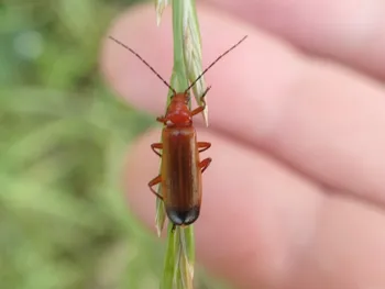 Ockerbrauner Weichkäfer