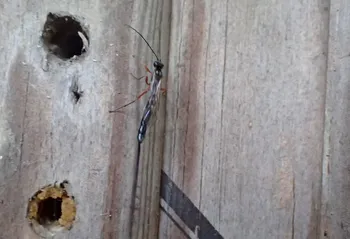 Gewöhnliche Nadelholzwespen-Schlupfwespe