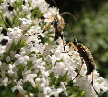 Gefleckter Schmalbock