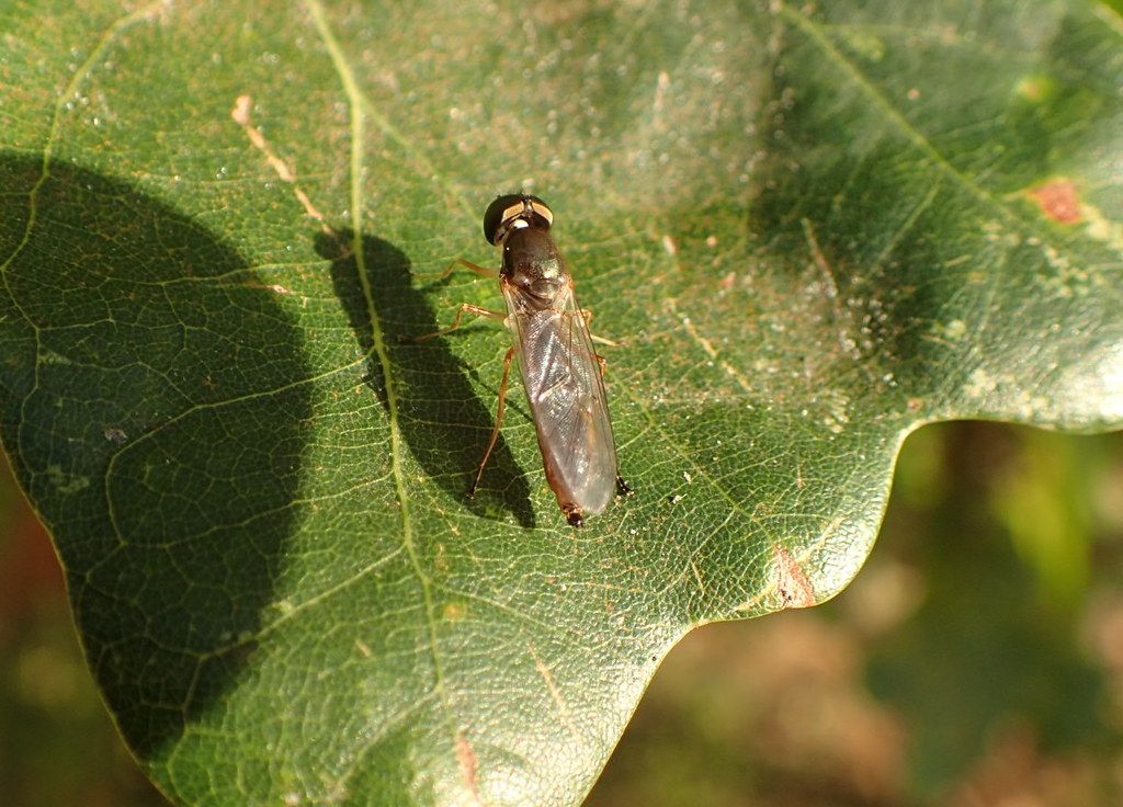 Zweipunkt-Dungwaffenfliege