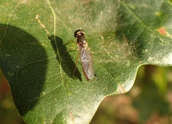 Zweipunkt-Dungwaffenfliege
